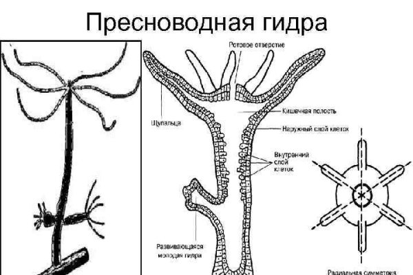 Кракен at